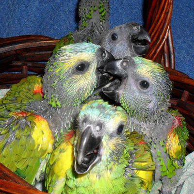 Amazon Parrots for Sale Buy Amazon Parrots Online Cheap Parrots