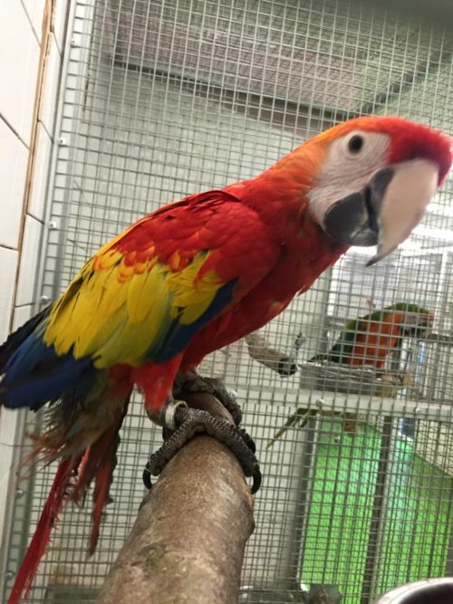 Scarlet Macaw For Sale | Scarlet Macaw Price Europe | Buy Scarlet parrot