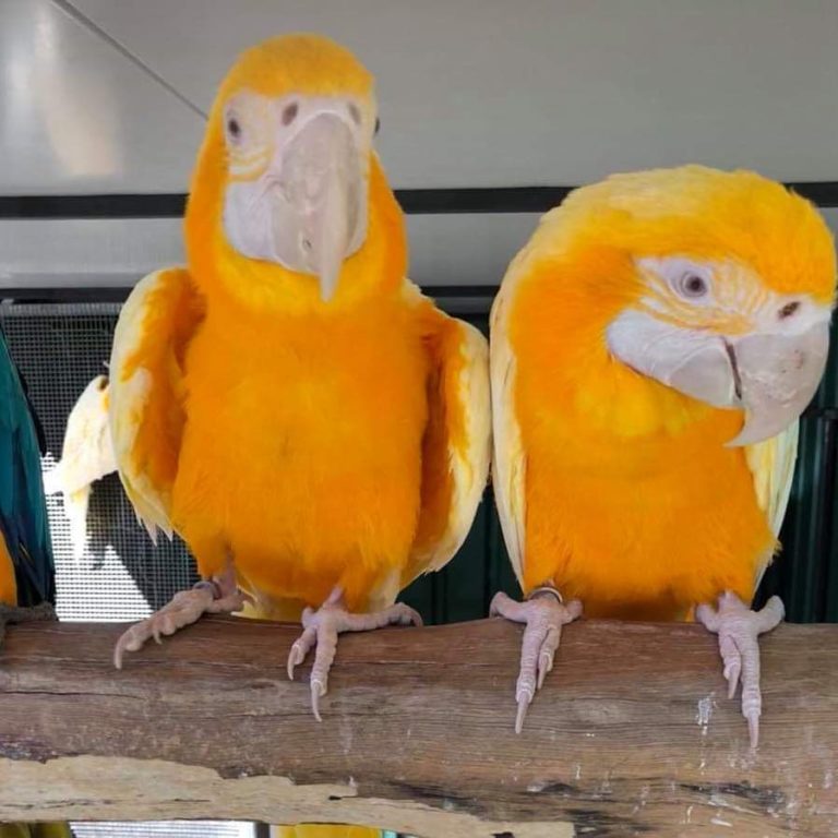 Lutino Macaw Breeder Pairs | Buy Golden Macaws For Sale Online