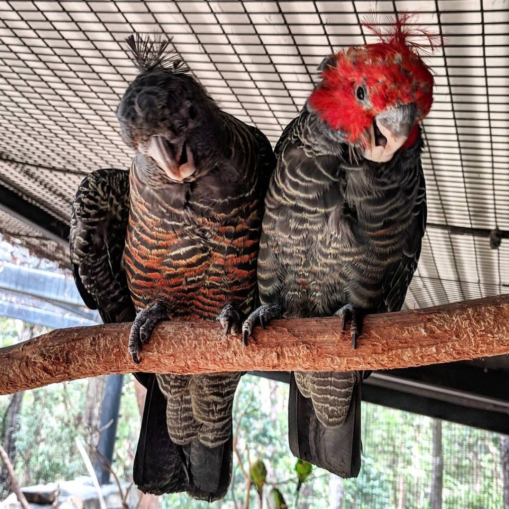 gang gang cockatoo taxonomy
