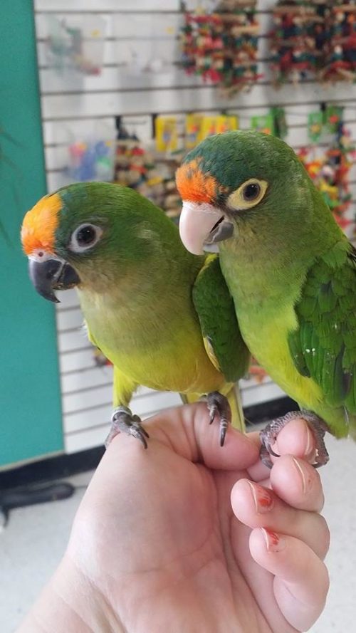 Half-Moon Conure | Birdman's Petsource