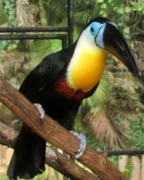 Citron-throated toucan | Buy Citron-throated toucans for sale online Europe