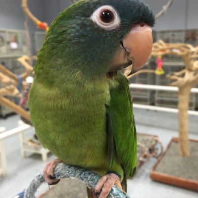 green cheek conure for sale craigslist