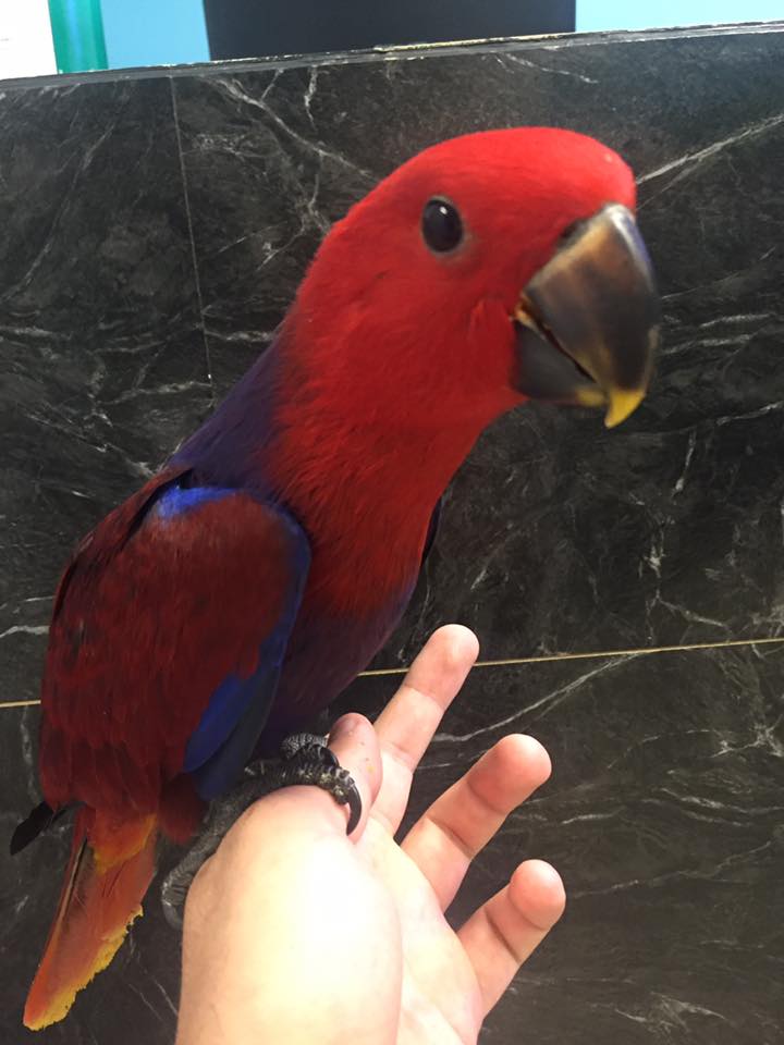 Red Sided Eclectus | Birdman's Petsource Buy Red sided Eclectus parrots