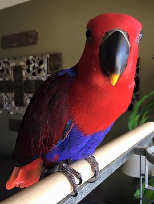 Solomon Island Eclectus | Birdman's Petsource