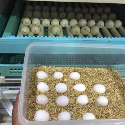 bird eggs for sale