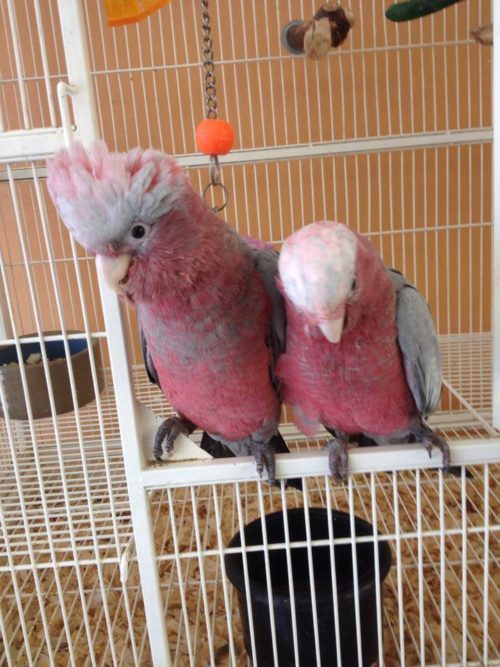 Rose Breasted Cockatoos | Rose Breasted Cockatoos For Sale online