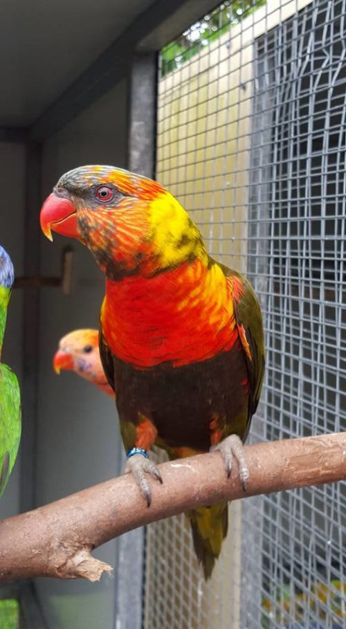 Red factor Sun Conure | Birdman's Petsource | Red Sun Conure For Sale