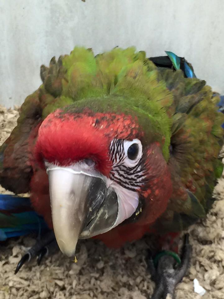 Baby Calico Macaws | Birdman's Petsource