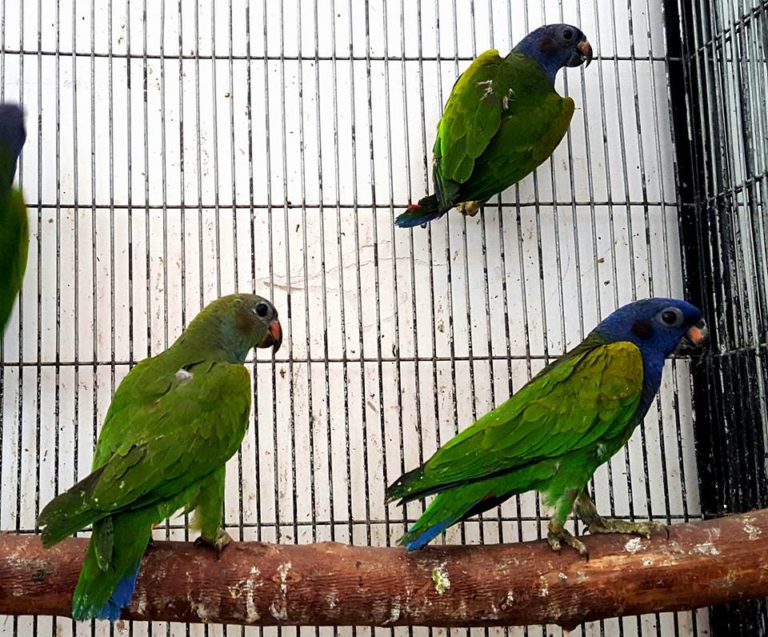 Blue headed Pionus For-Sale | Buy Blue headed Pionus For sale online