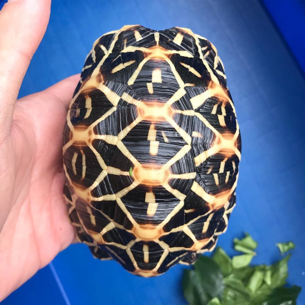 Male and Female Burmese Star Tortoise For Sale | Birdman's Petsource