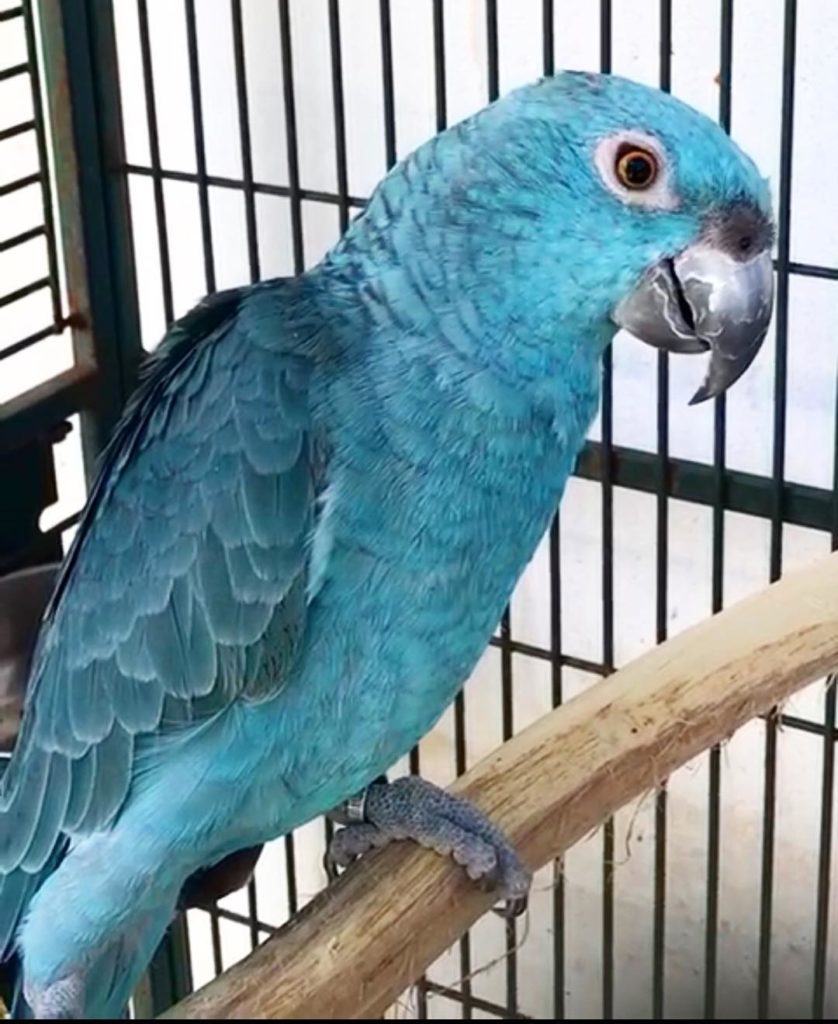 Blue Mutation Yellow-Naped Amazon-for-sale | Buy Blue Mutation amazon