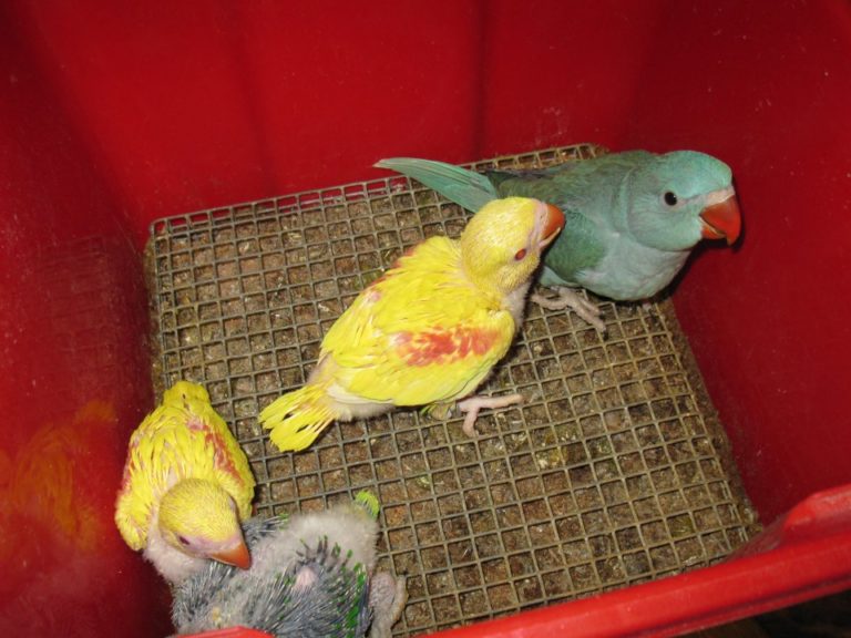 Baby Lutino-Alexandrine Parrot for-sale | Buy parrots heavenparotsav.com