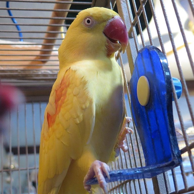 Baby Lutino-Alexandrine Parrot for-sale | Buy parrots heavenparotsav.com