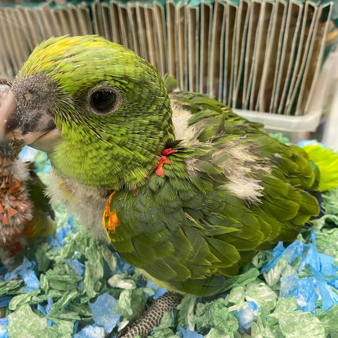 yellow-naped-amazon-babies-buy-yellow-naped-amazon-baby-parrots