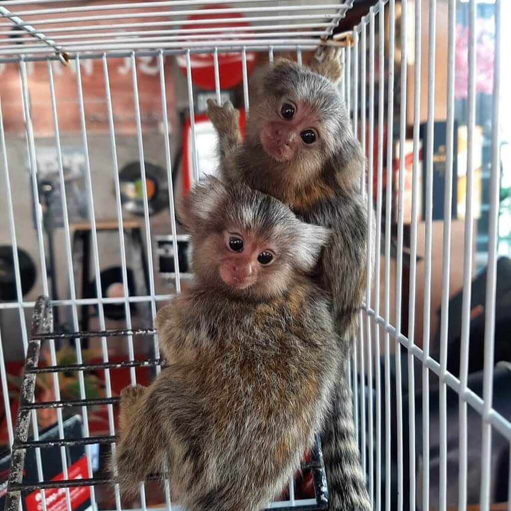 Tamarin Monkeys For Sale Buy Tamarin Baby Monkeys Pet Monkeys